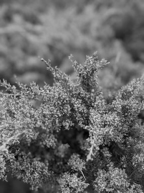 Baharda güzel ağaç dalları 