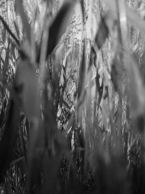 İlkbaharda çimlerin üzerinde büyüyen güzel otlar 