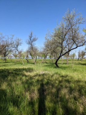 Bahar parkında güzel bir ağaç görüntüsü. 