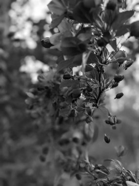 İlkbaharda güzel bir ağaç çiçek açar.