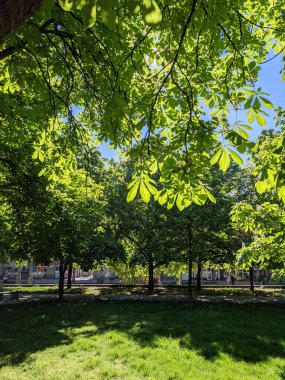 İlkbaharda güzel kestane ağacı dalları 
