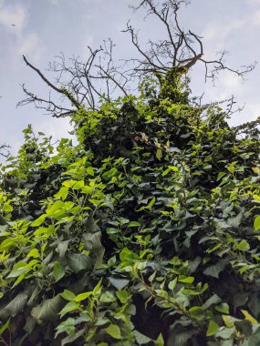 İlkbaharda büyüyen güzel bitkiler 