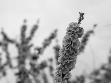 İlkbaharda çiçekli güzel ağaç dalları 