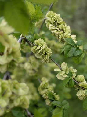 Güzel taze ağaç yaprakları ve tomurcukları baharda