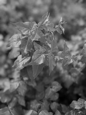 Parkta taze yaprakların yakın plan çekimi.