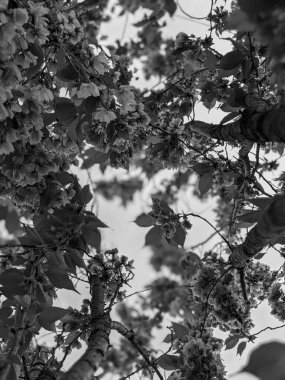 İlkbaharda parkta güzel bir ağaç çiçek açar. 