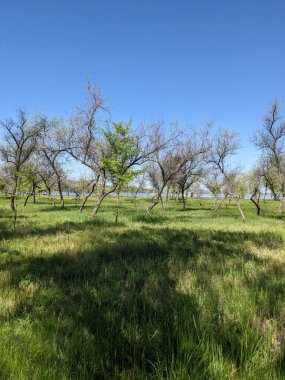 Bahar parkında güzel bir ağaç görüntüsü. 
