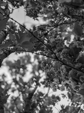 İlkbaharda parkta güzel bir ağaç çiçek açar. 