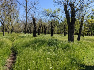 Bahar parkında güzel bir ağaç görüntüsü. 