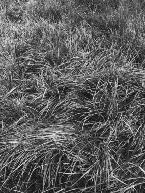 İlkbaharda çimlerin üzerinde büyüyen güzel otlar 