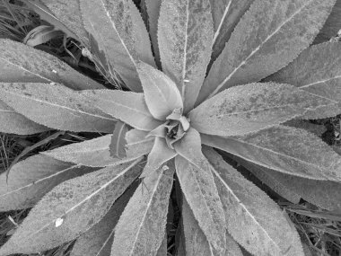 Parkta taze yaprakların yakın plan çekimi.