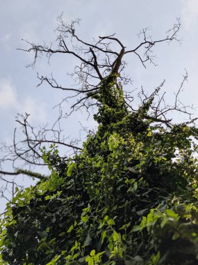 İlkbaharda büyüyen güzel bitkiler 