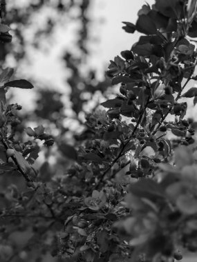 İlkbaharda çiçekli güzel ağaç dalları 