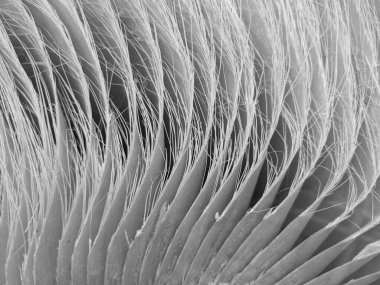 Kuru palmiye yaprağının yakın plan çekimi