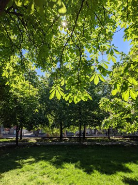 İlkbaharda güzel kestane ağaçları gökyüzü arka planına karşı