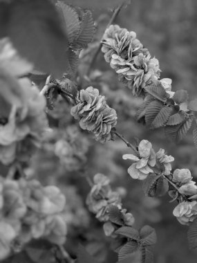 Güzel taze ağaç yaprakları ve tomurcukları baharda