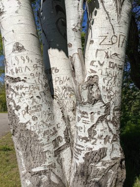 Ağaç gövdesi dokusu arkaplanını kapat, kesik sembollü ahşap