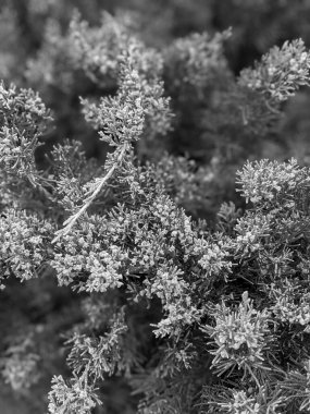 Baharda güzel ağaç dalları 