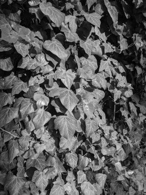 İlkbaharda büyüyen güzel bitkiler 