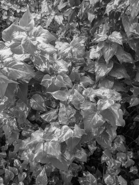 Parkta taze yaprakların yakın plan çekimi.