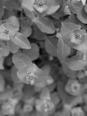 Parkta taze yaprakların yakın plan çekimi.