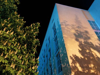 Güzel kestane ağacı dalları ve baharda inşa edilen bina 