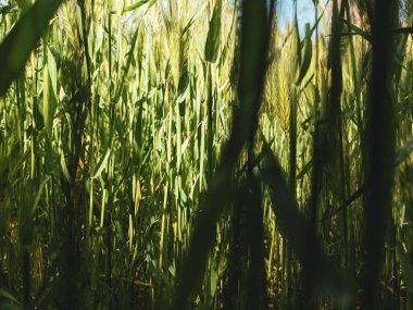 İlkbaharda çimlerin üzerinde büyüyen güzel otlar 