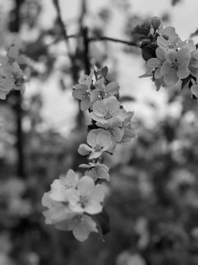 İlkbaharda yaprakları ve çiçekleri olan güzel ağaç dalları 