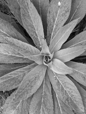 Parkta taze yaprakların yakın plan çekimi.