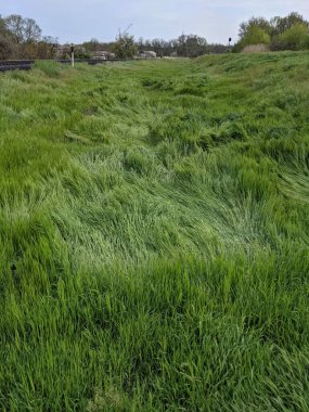 İlkbaharda çimlerin üzerinde büyüyen güzel otlar 