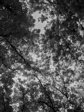 İlkbaharda güzel, taze bir ağaç