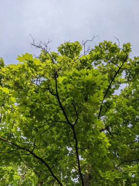 İlkbaharda yaprakları olan güzel ağaç dalları 