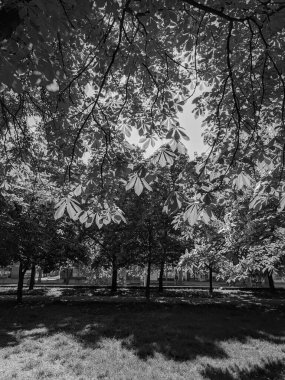 İlkbaharda güzel kestane ağaçları gökyüzü arka planına karşı