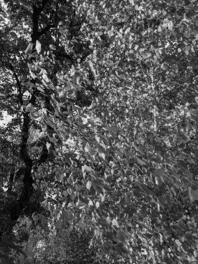 İlkbaharda yaprakları olan güzel ağaç dalları 