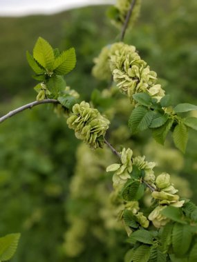 Güzel taze ağaç yaprakları ve tomurcukları baharda