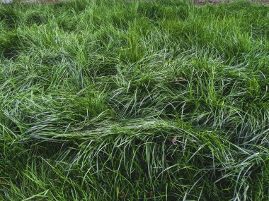 İlkbaharda çimlerin üzerinde büyüyen güzel otlar 