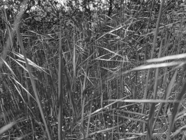 İlkbaharda çimlerin üzerinde büyüyen güzel otlar 