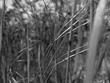 İlkbaharda çimlerin üzerinde büyüyen güzel otlar 