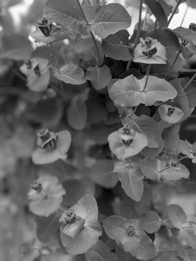 Parkta taze yaprakların yakın plan çekimi.