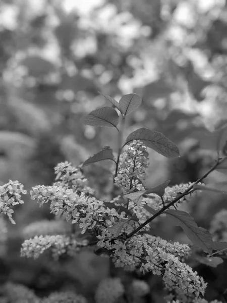 Lkbaharda Yaprakları Çiçekleri Olan Güzel Ağaç Dalları — Stok fotoğraf