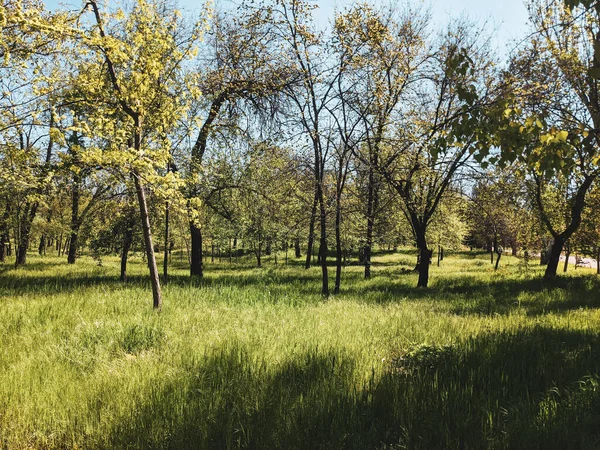 Belo Tiro Árvores Parque Primavera — Fotografia de Stock