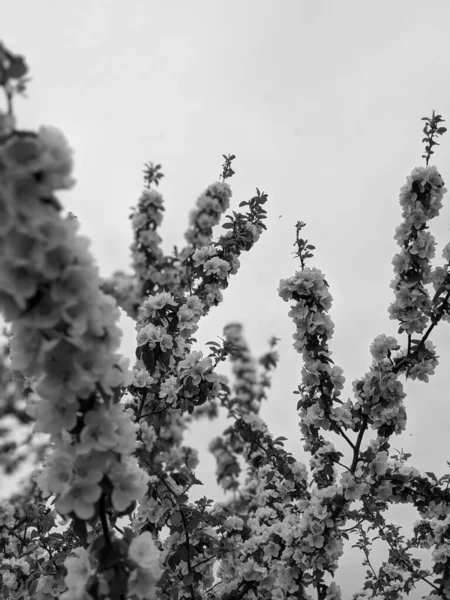 Hermosas Ramas Árboles Con Flores Primavera —  Fotos de Stock