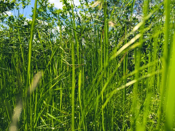 Красивая Трава Растет Газоне Весной — стоковое фото