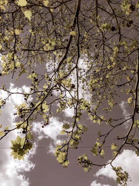 Όμορφο Δέντρο Την Άνοιξη Φόντο Τον Ουρανό — Φωτογραφία Αρχείου