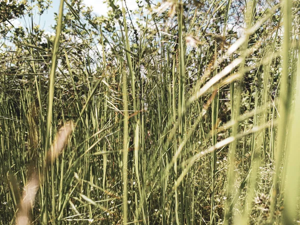 Beautiful Grass Growing Lawn Spring — Stock Photo, Image