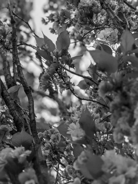 Belle Fleur Arbre Printemps Dans Parc — Photo