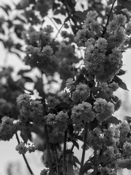 Belles Branches Arbres Avec Des Fleurs Printemps — Photo