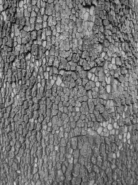 Закрыть Дерево Ствол Текстуры Фона Дерево — стоковое фото
