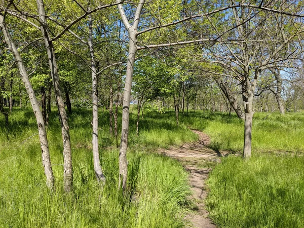 Eine Schöne Aufnahme Von Bäumen Frühlingspark — Stockfoto