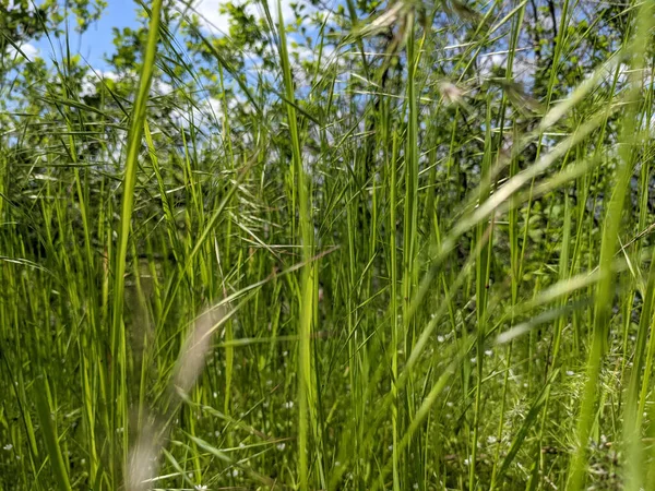 Schönes Gras Das Frühling Auf Dem Rasen Wächst — Stockfoto